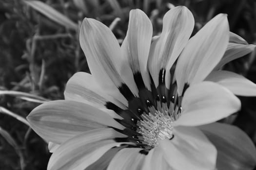 Close up of a daisy flower in a park.