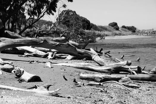 Close up of a driftwood on a shore.