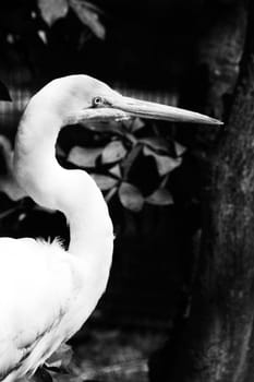 Close up of a great white egret.