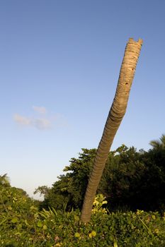 A palm tree has lost its top after a storm on a beach on a tropical island in the Gulf of Mexico.