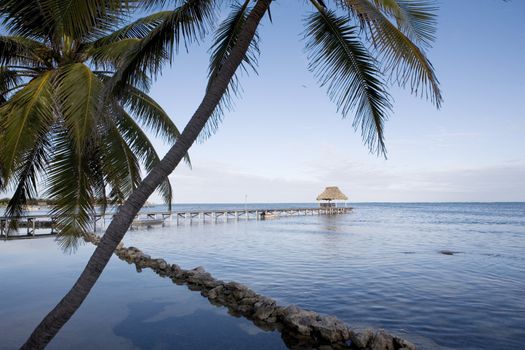 Palm trees line the quiet shore of a small tropical island off the coast of Belize.