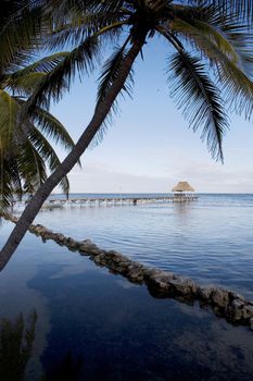 Palm trees line the quiet shore of a small tropical island off the coast of Belize.