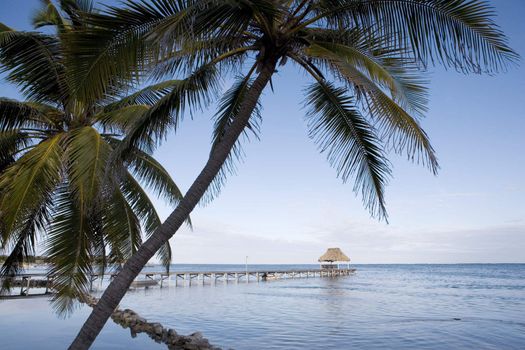 Palm trees line the quiet shore of a small tropical island off the coast of Belize.