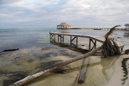 A fallen and dead palm tree at the water's edge with a small wooden pier in the warm tropical waters of the Gulf of Mexico.