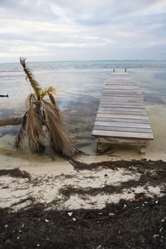 A fallen and dead palm tree at the water's edge with a small wooden pier in the warm tropical waters of the Gulf of Mexico.
