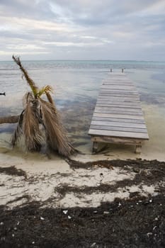 A fallen and dead palm tree at the water's edge with a small wooden pier in the warm tropical waters of the Gulf of Mexico.