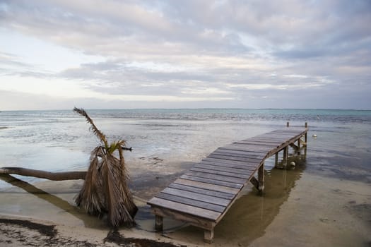 A fallen and dead palm tree at the water's edge with a small wooden pier in the warm tropical waters of the Gulf of Mexico.