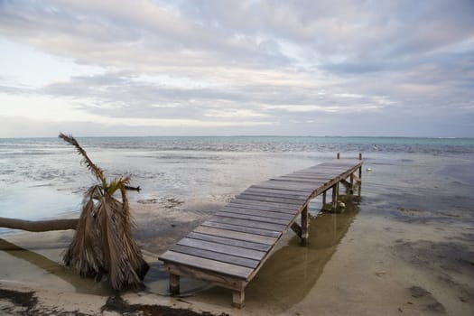 A fallen and dead palm tree at the water's edge with a small wooden pier in the warm tropical waters of the Gulf of Mexico.