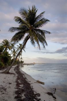 Palm trees line the quiet shore of a small tropical island off the coast of Belize.