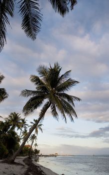 Palm trees line the quiet shore of a small tropical island off the coast of Belize.