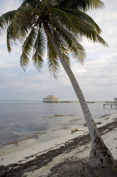 Palm trees line the quiet shore of a small tropical island off the coast of Belize.