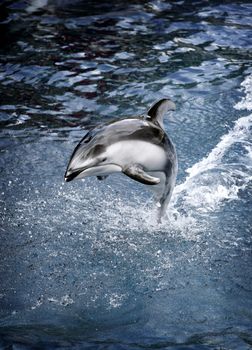 dolphin jumping out of the water