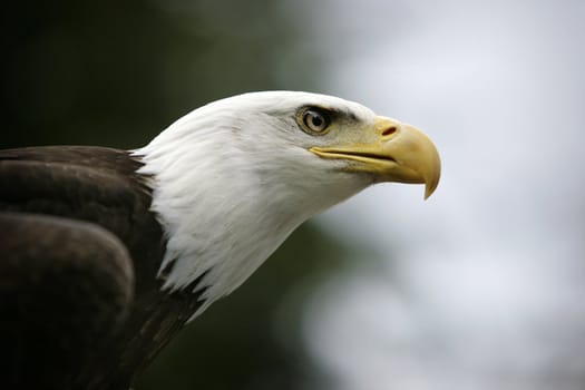 head of a bald eagle