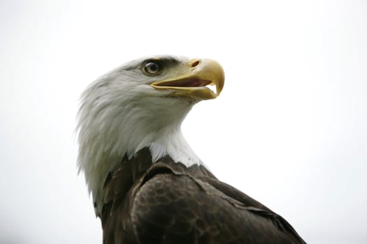 head of a bald eagle