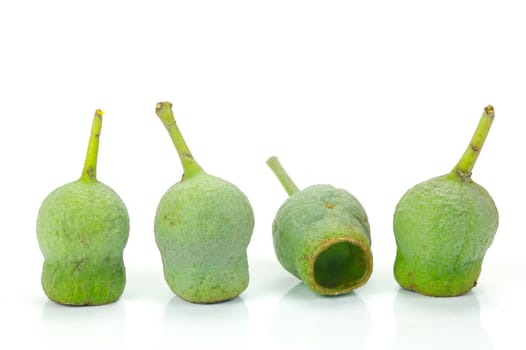 Eucalyptus gum nuts isolated against a white background