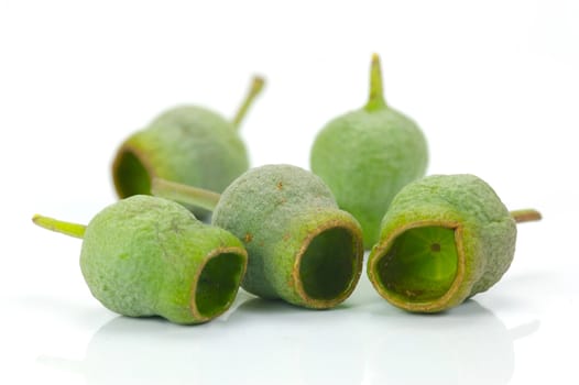 Eucalyptus gum nuts isolated against a white background