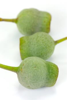 Eucalyptus gum nuts isolated against a white background