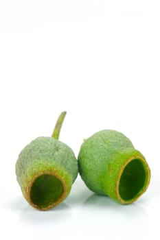 Eucalyptus gum nuts isolated against a white background