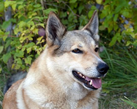 Portrait of a happy dog on a background of green grass