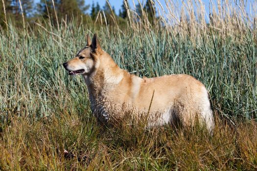 Hunting dog. Episode hunting waterfowl.