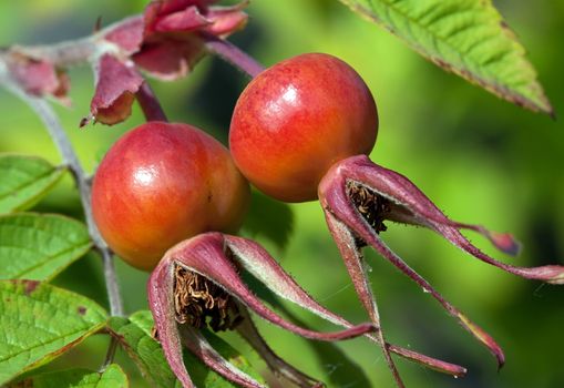 Fruits are ripe rose hips, sunlight