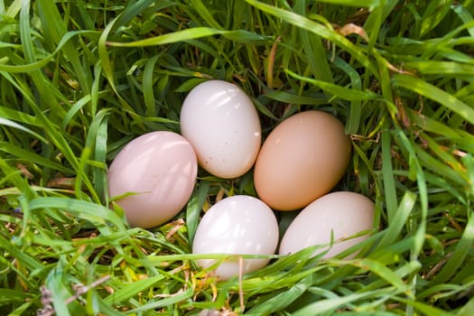 eggs on grass