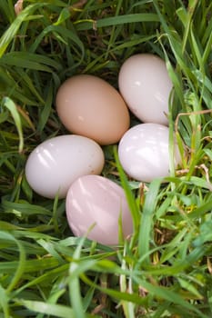 eggs on grass