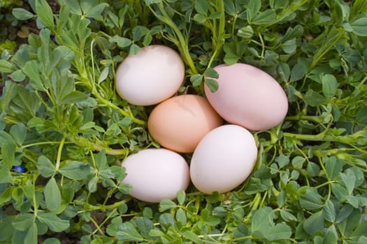 eggs on grass