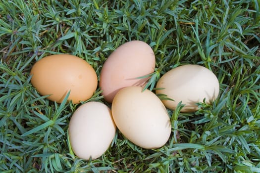 eggs on grass