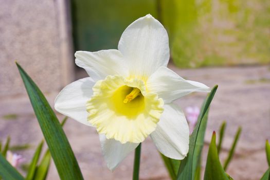 narcissus