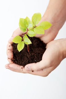 Growing green plant in a hands over white background