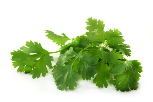 fresh coriander on a white background