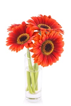 Little bouquet of daisies, isolated on white.