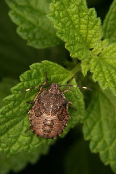 Parent bug (Elasmucha grisea) -  larva on a leaf