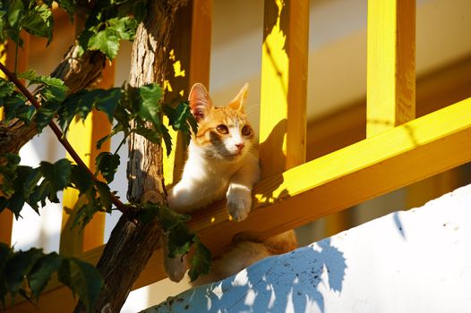 The cat lies on a balcony and looks aside