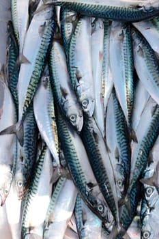 a fishermans catch of mackerel in box of ice