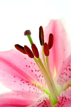 Close-up of a lily on a white background