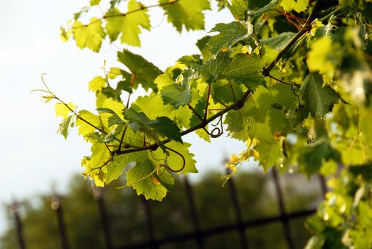 viny green leaves with water drops in vineyard background