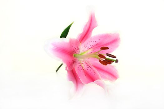 Low-key image of a lily flower on a white background