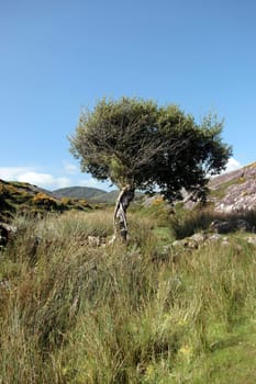 an isolated tree in the wild countryside in the kerry mountains