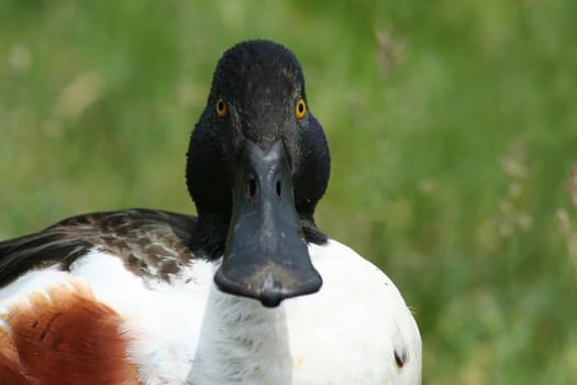 Portrait of a shoveller duck