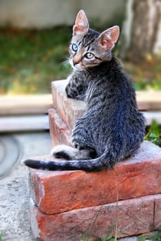young cute domestic cat on bricks lying outdoor