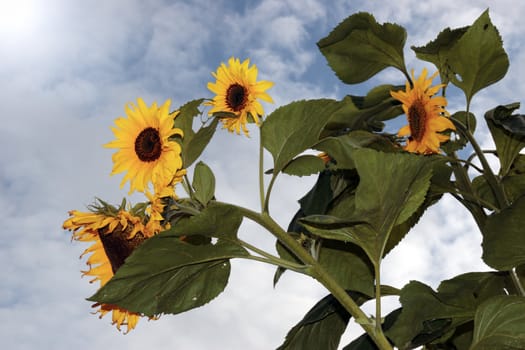 a tall ripe bunch of sunflowers against a beautiful blue cloudy sky