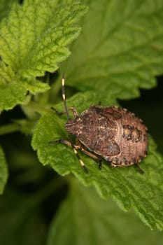 Parent bug (Elasmucha grisea) -  larva on a leaf