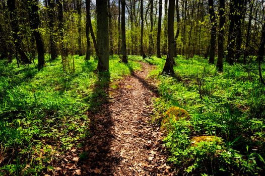 Long shadows on the ground in spring forest