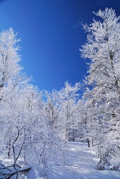 Mountain forest in snow, sunny day, winter