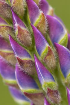 Closeup of Lupin Flower spike 