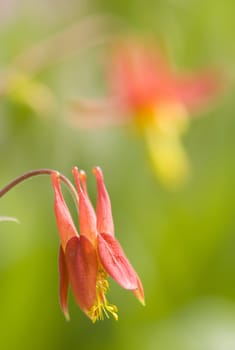 Aquilegia red flowers in green background