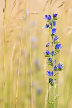 Spike of Blue flowers among green and yellow grain spikes