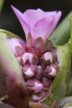 Pink group of buds with one flower